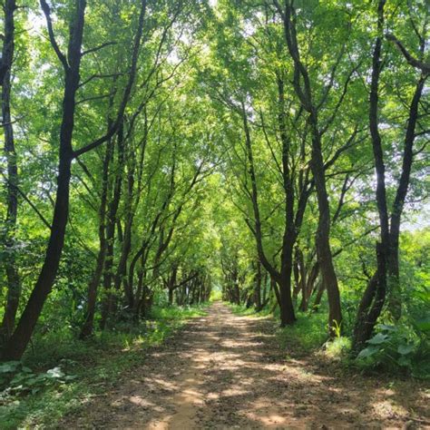 後花園 意思